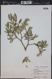 Salix glauca image