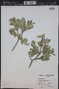 Salix glauca image