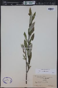 Salix petiolaris image