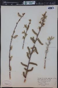 Salix irrorata image