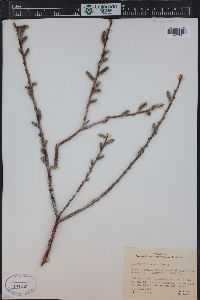 Salix irrorata image