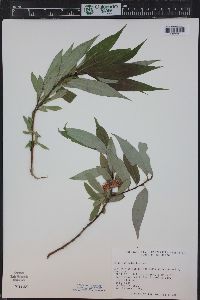 Salix lucida image