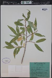 Salix lucida image