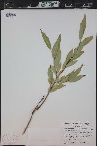 Salix lucida image