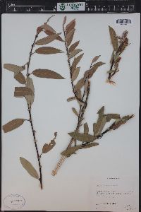 Salix lucida image