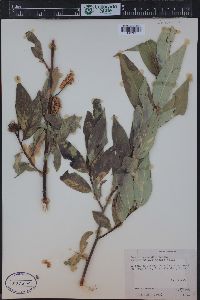 Salix lucida image