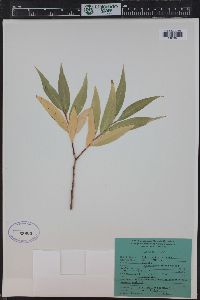 Salix lucida image