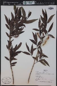 Salix lucida image