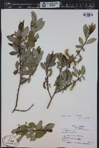 Salix monticola image