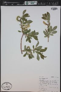 Salix monticola image