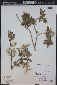 Salix monticola image