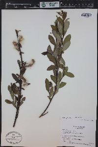 Salix monticola image