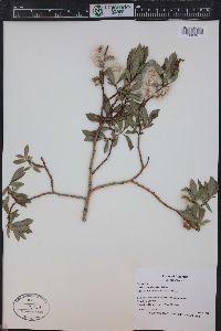 Salix monticola image