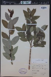 Salix monticola image