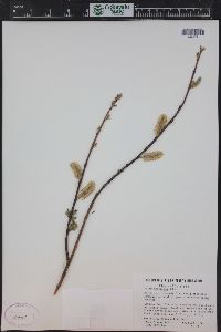 Salix monticola image