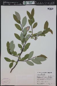 Salix monticola image