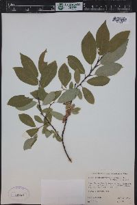 Salix monticola image