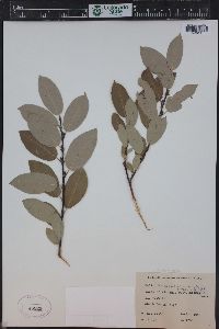 Salix monticola image