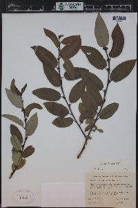 Salix monticola image