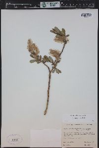 Salix monticola image