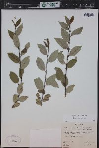 Salix monticola image