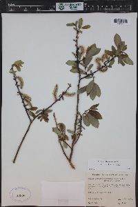 Salix monticola image