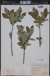 Salix monticola image