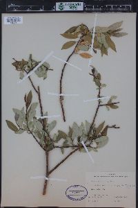 Salix monticola image