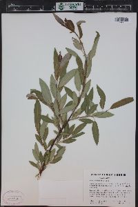 Salix monticola image