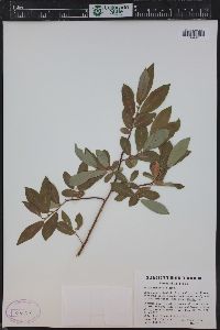 Salix monticola image