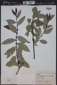 Salix monticola image