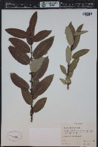 Salix monticola image