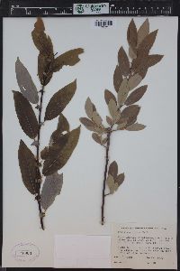 Salix monticola image