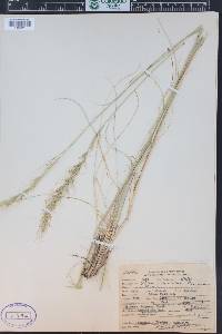 Achnatherum occidentale image