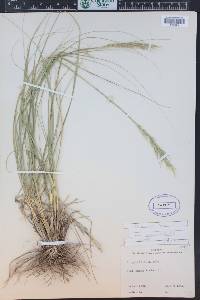 Nassella viridula image