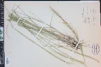 Nassella viridula image