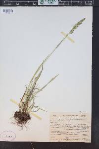Trisetum wolfii image