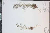 Aliciella pinnatifida image