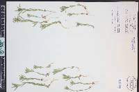 Collomia linearis image