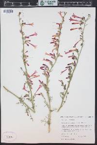 Ipomopsis aggregata subsp. collina image