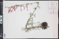 Ipomopsis aggregata subsp. collina image