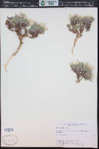 Phlox hoodii image