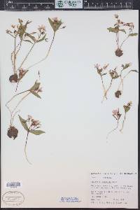 Claytonia lanceolata image
