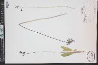 Primula pauciflora image