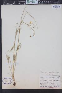 Ranunculus acriformis image