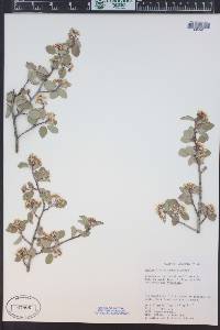 Amelanchier utahensis image