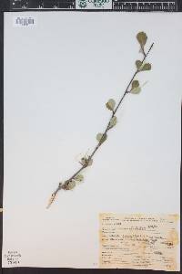 Cercocarpus montanus image