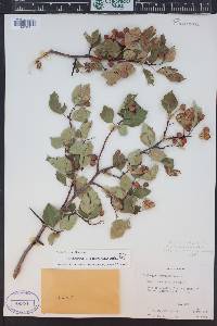 Dryas hookeriana image