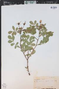 Rosa acicularis image