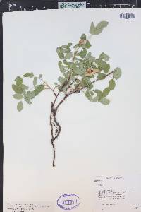 Rosa acicularis image